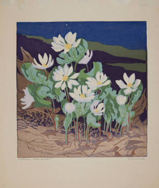 Northern Bloodroot