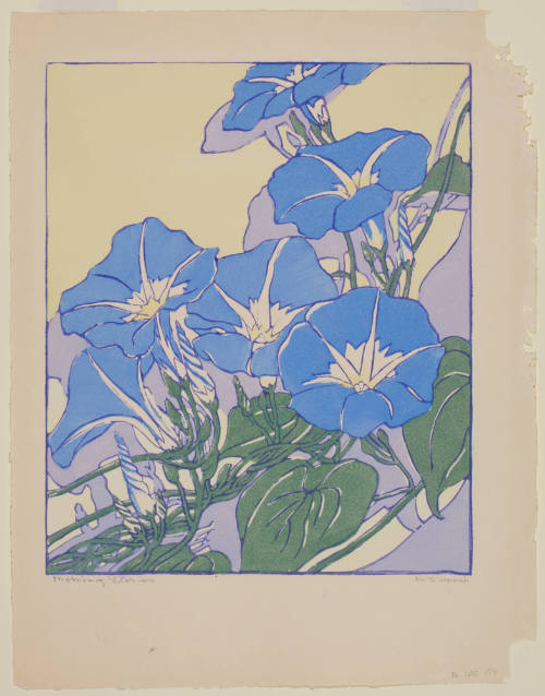 Morning Glories