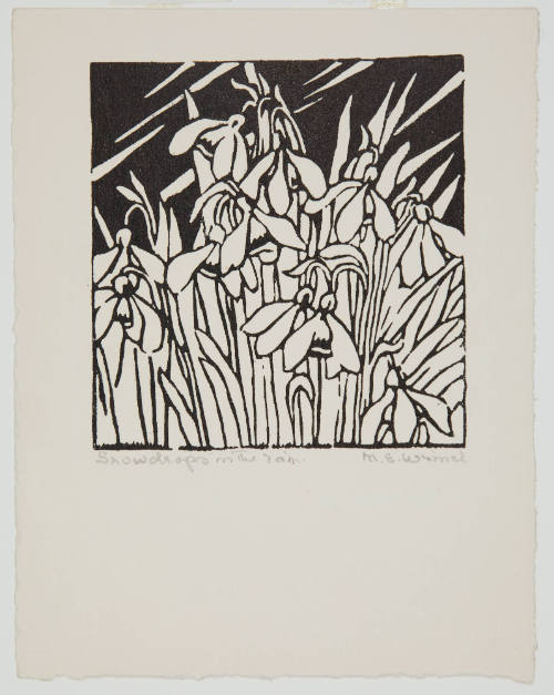 Snowdrops in the Rain
