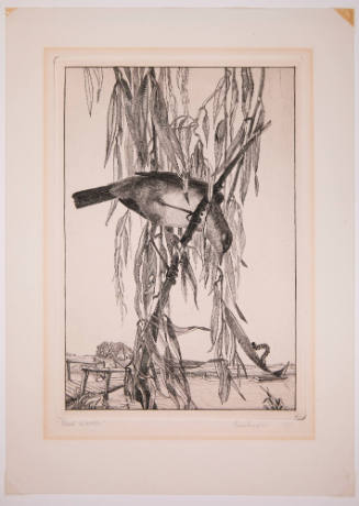Reed Warbler