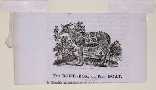 The Bonti-Bok or Pied Goat
