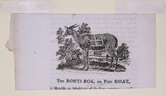 The Bonti-Bok or Pied Goat