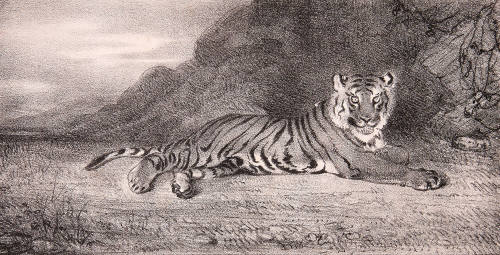 Artist's study of a tiger