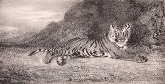 Artist's study of a tiger