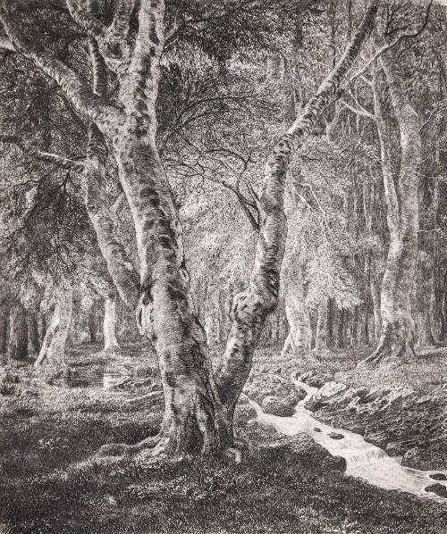 Bois De Pierrefonds