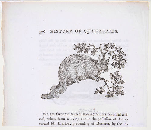 Illustration for the "History of the Quadrupeds"