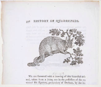 Illustration for the "History of the Quadrupeds"