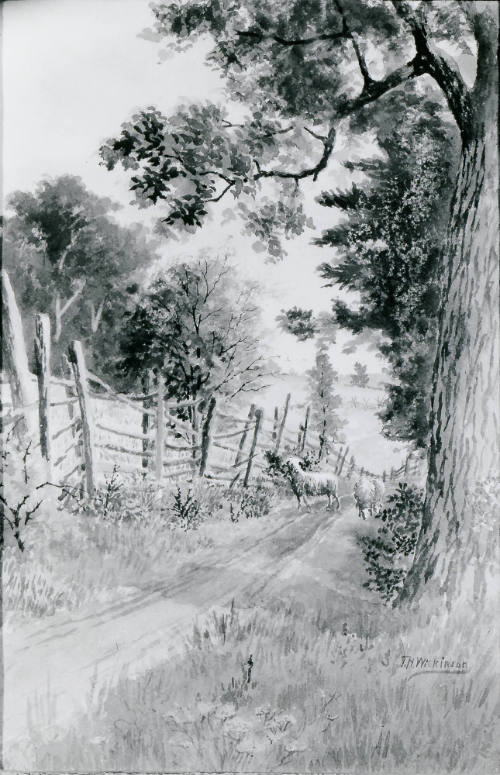 Landscape with Sheep