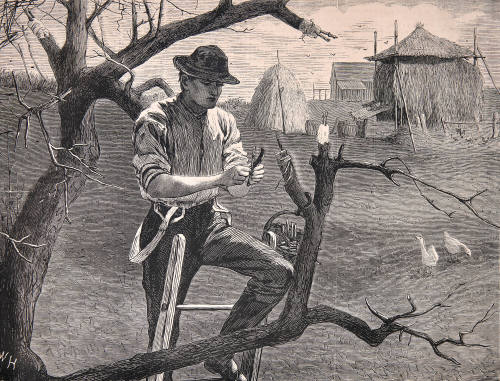 Spring Farm Working - Grafting
