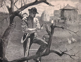 Spring Farm Working - Grafting