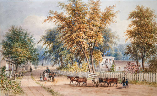 Cows on a Country Road