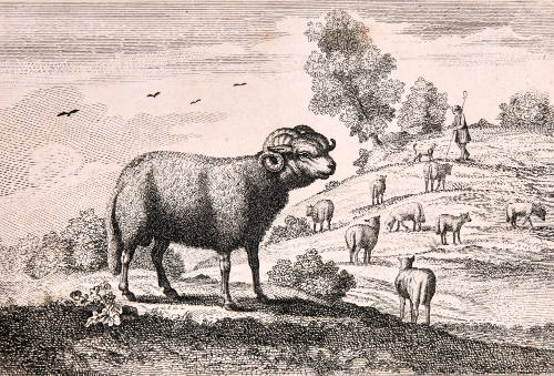 Shepherd with Sheep