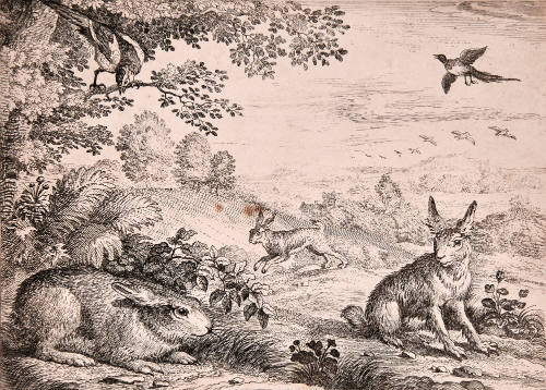 Rabbits