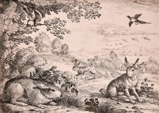 Rabbits