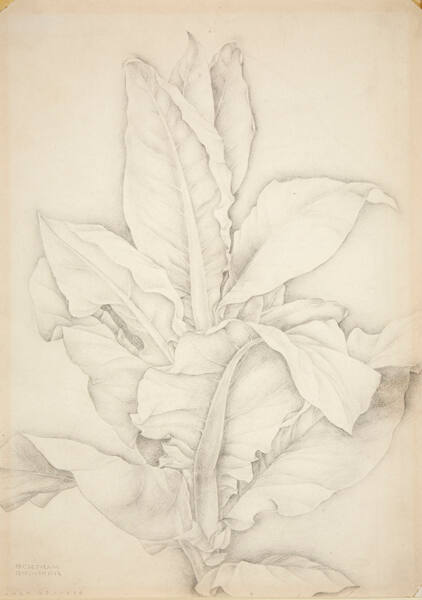 Tobacco - Manitoba