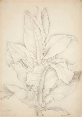 Tobacco - Manitoba
