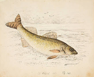 The Pickerel