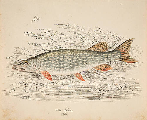 The Pike