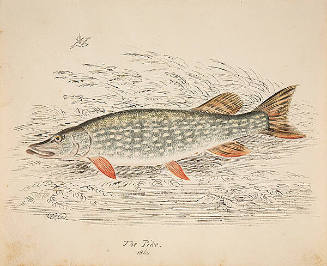 The Pike
