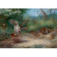 Spring Partridges and Young