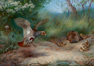 Spring Partridges and Young