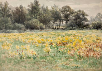 Field in Flower