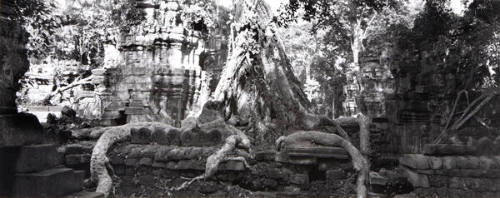 CB93103 Banyan tree root