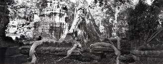 CB93103 Banyan tree root