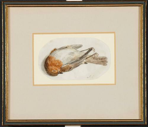 A  Dead ('Reclining') Robin