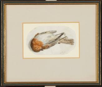 A  Dead ('Reclining') Robin