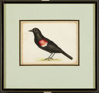 Canadian Woodpecker (Red-Winged Blackbird)