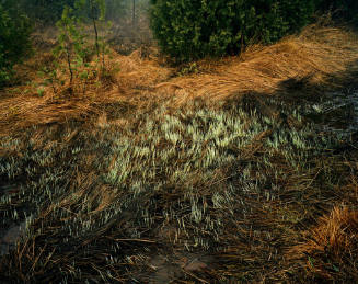 Grasses, Bruce Peninsula, Ontario, Canada  1981