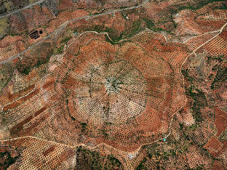 Olive Groves #1, Jaen, Spain  2010