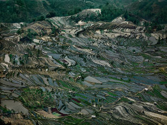 Rice Terraces #5, Western Yunnan Province, China  2012
