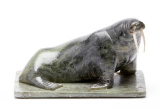 Walrus