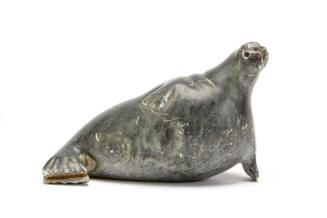 Walrus
