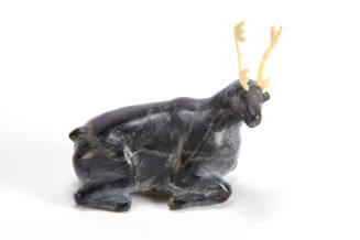 Resting Bull Caribou