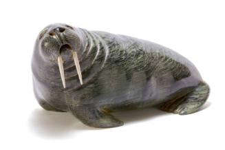Walrus