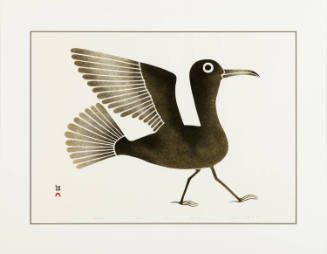 Levilevilaa/Shorebird