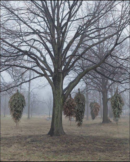 Linden