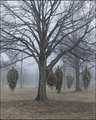 Linden