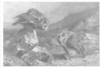Owls and Field Mouse