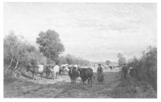 Cows