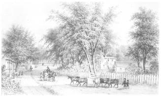 Cows on a Country Road