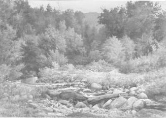 Woodland Brook