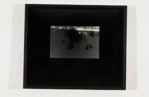 Untitled (Swan)