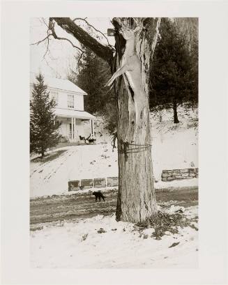 Deer in Tree