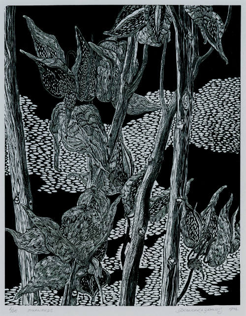 Milkweeds