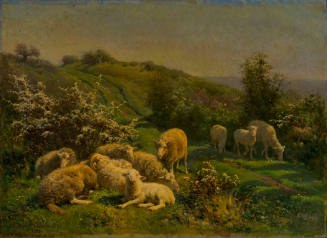 Sheep
