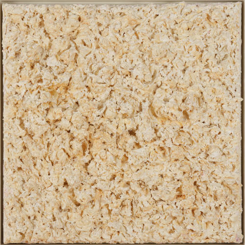 (100lbs) Chapel (Rose) (White) (of Deep Sleep, or Wind)
